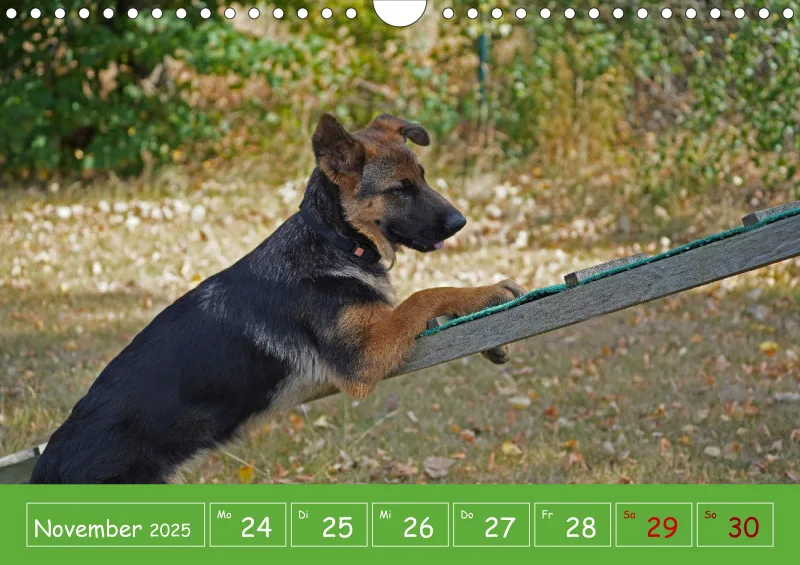 A4 2025 Wochenkalender Schäferhündin