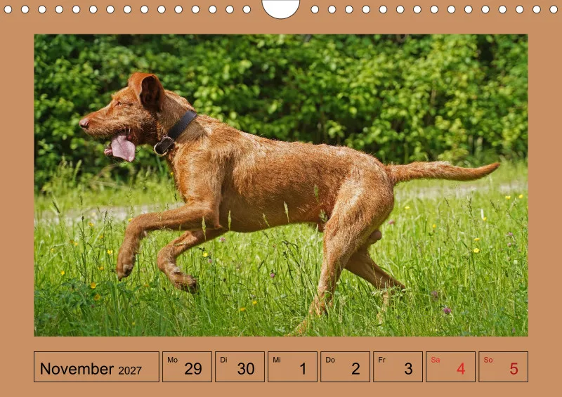 2027 A4 Wochenkalender Faszination Magyar Vizsla