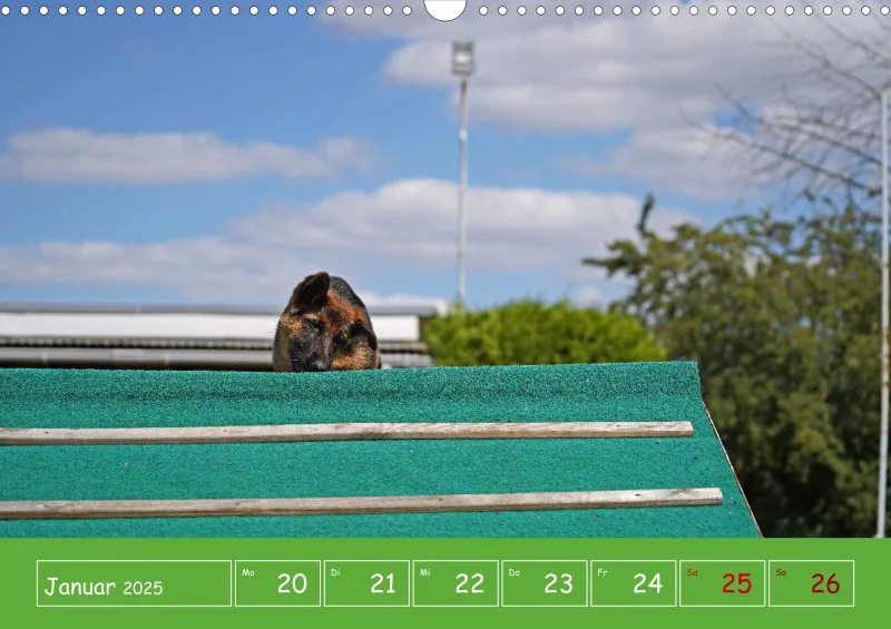A3 2025 Wochenkalender Schäferhund