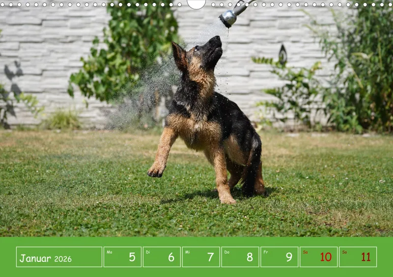 A3 2026 Wochenkalender Schäferhund