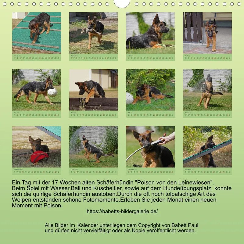 Quadrat 30x30 2025 Schäferhund