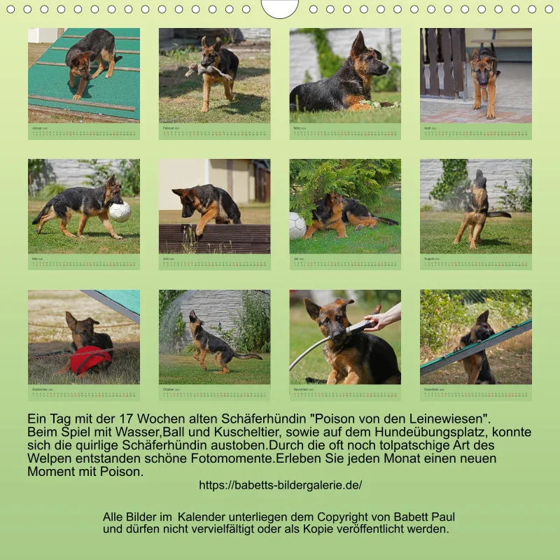 Quadrat 30x30 2025 Schäferhund