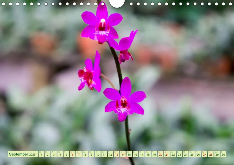 2025 A4 Farbzauber Orchideen