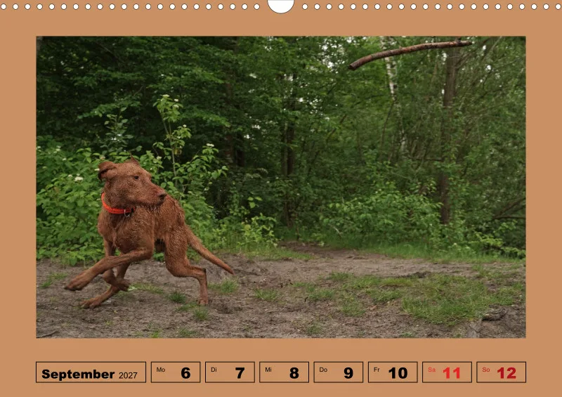 2027 A3 Wochenkalender Faszination Magyar Vizsla