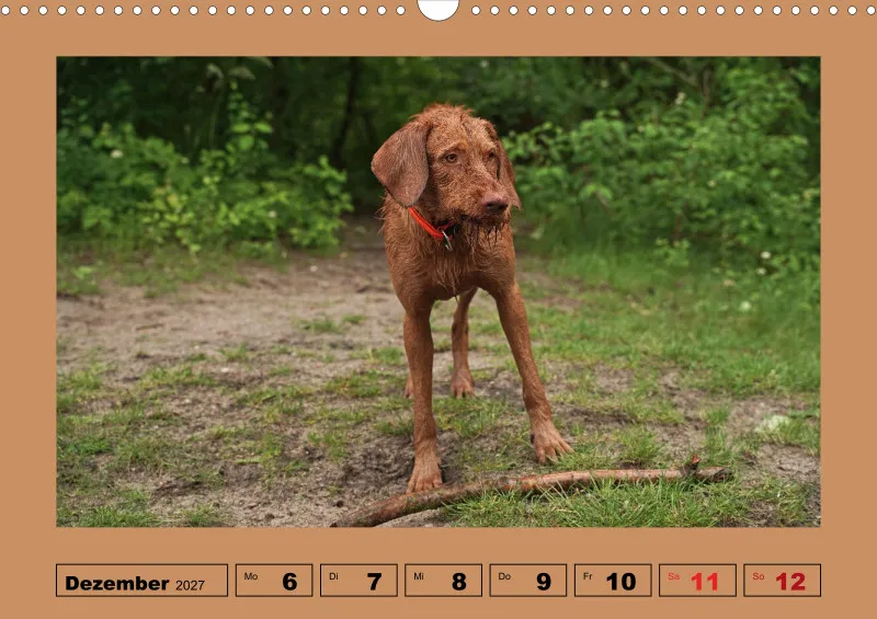 2027 A3 Wochenkalender Faszination Magyar Vizsla
