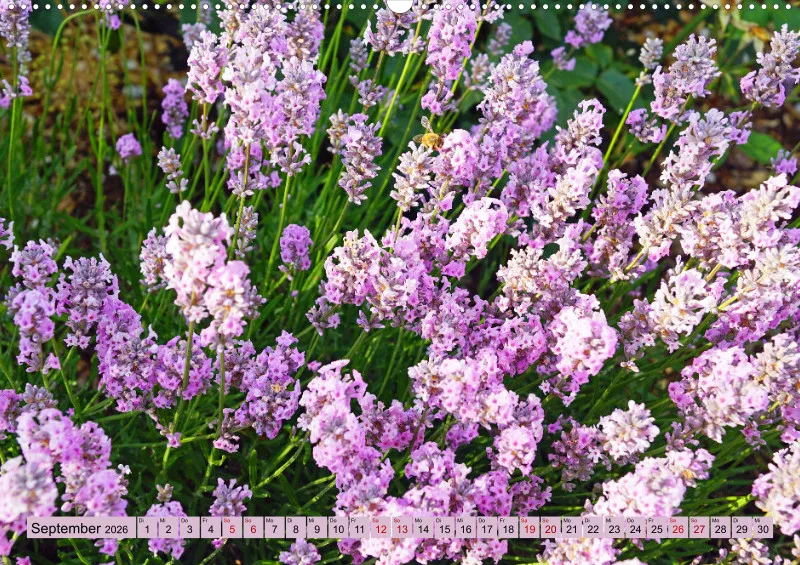 2026 A2 Farbzauber Lavendel