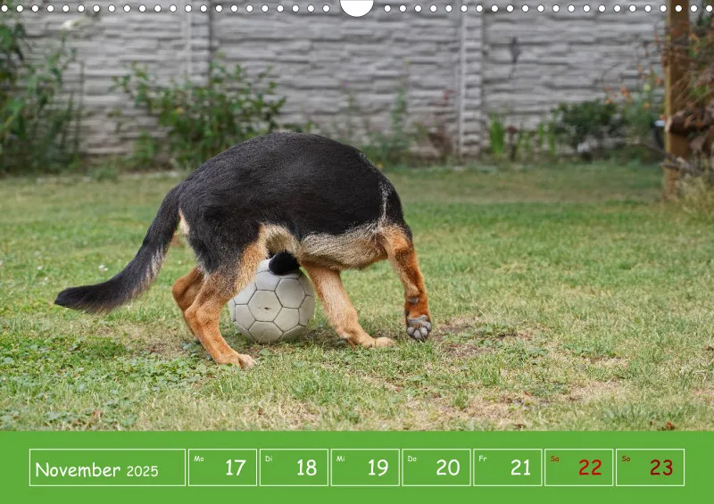 A3 2025 Wochenkalender Schäferhund