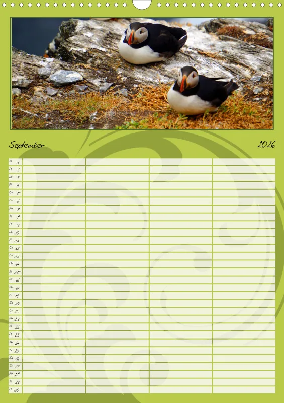 2026 A3 Papageitaucher-Kleine Vögel im Frack!