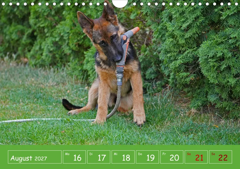 A4 2027 Wochenkalender Schäferhündin