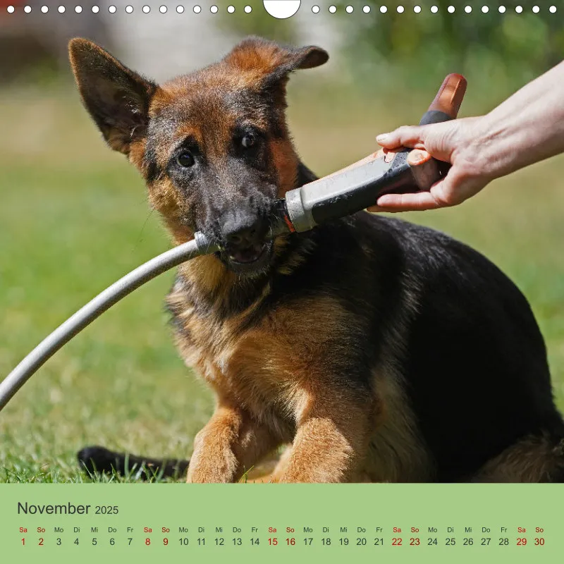 Quadrat 30x30 2025 Schäferhund