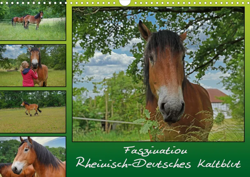 2026 A3 Faszination Rheinisch-Deutsches Kaltblut