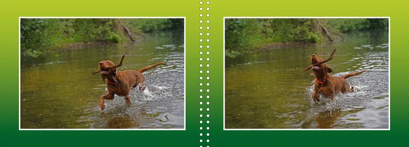 Faszination Magyar Vizsla - Fotoalbum