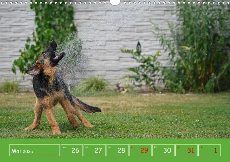 A3 2025 Wochenkalender Schäferhund