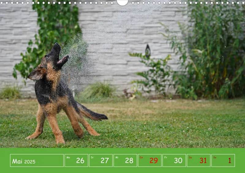 A3 2025 Wochenkalender Schäferhund