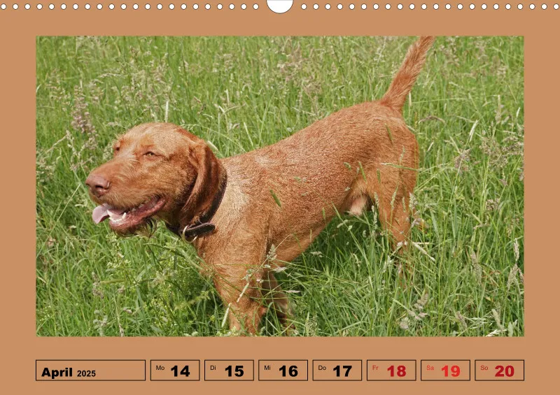 2025 A3 Wochenkalender Faszination Magyar Vizsla