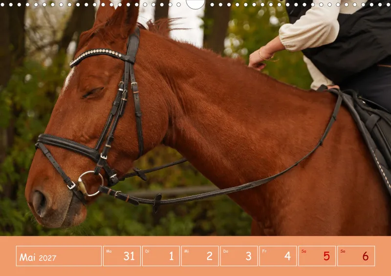 2027 A3 Faszination Reitsport - Wochenkalender