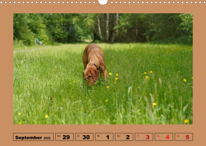 2025 A3 Wochenkalender Faszination Magyar Vizsla