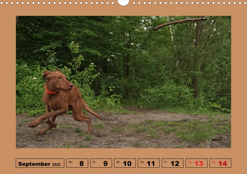 2025 A3 Wochenkalender Faszination Magyar Vizsla