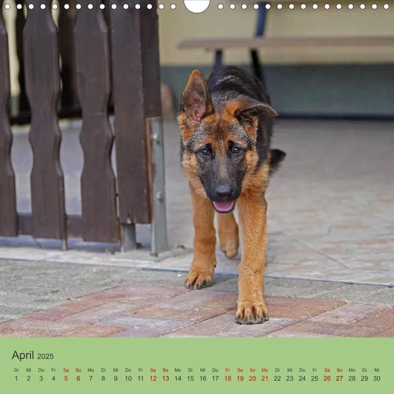 Quadrat 30x30 2025 Schäferhund