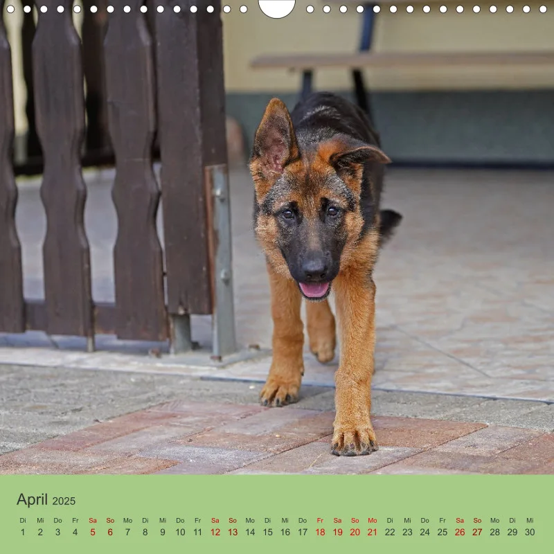 Quadrat 30x30 2025 Schäferhund