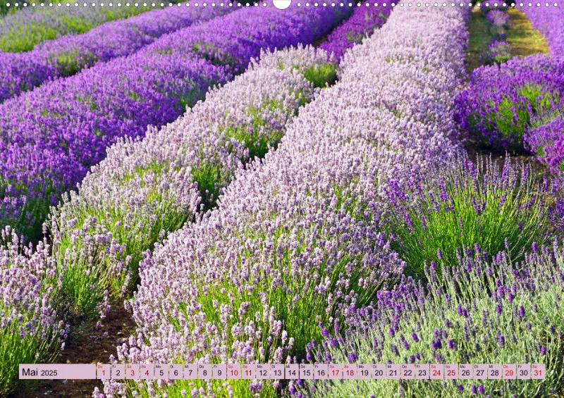 2025 A2 Farbzauber Lavendel