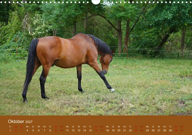 2027 A3 Faszination Trakehner