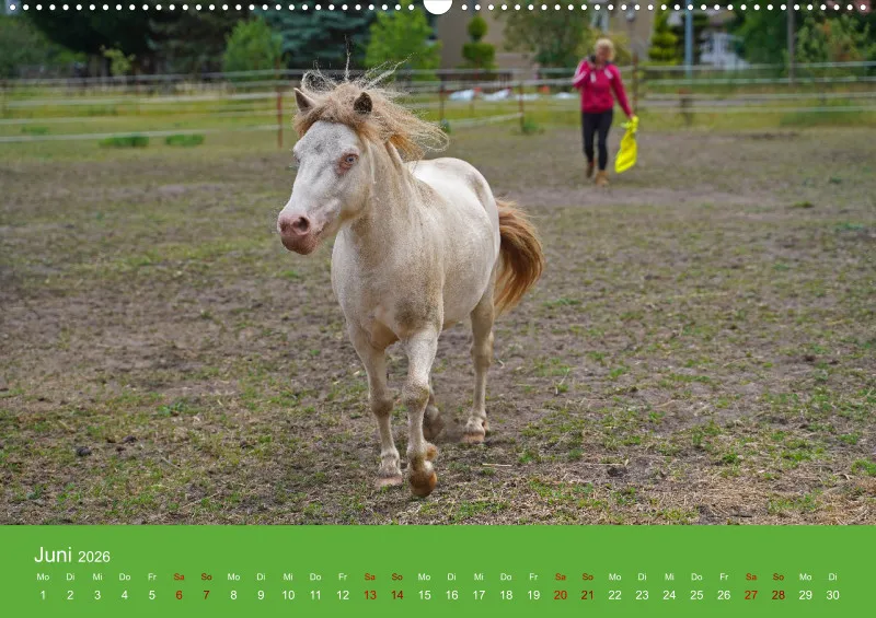2026 A2 Faszination Shetlandpony