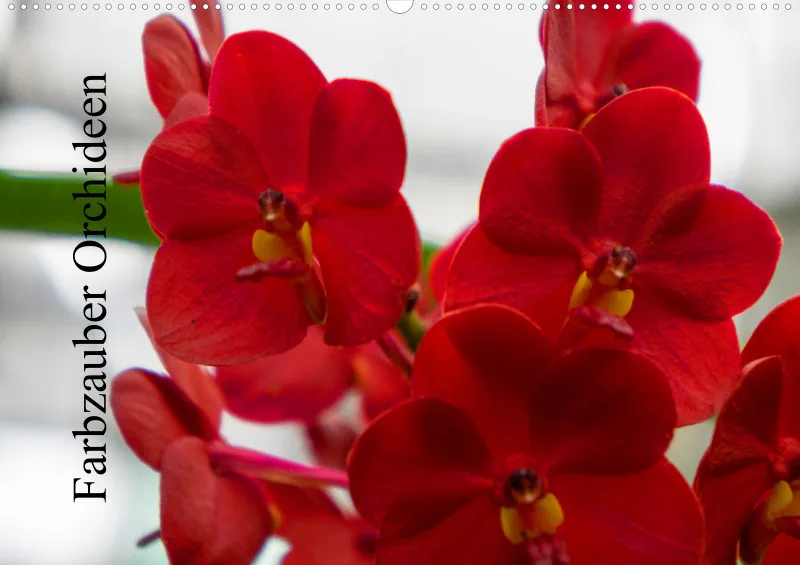2026 A2 Farbzauber Orchideen