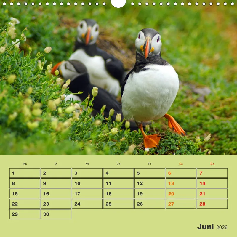 2026 Quadrat Papageitaucher - kleine Vögel ganz groß!