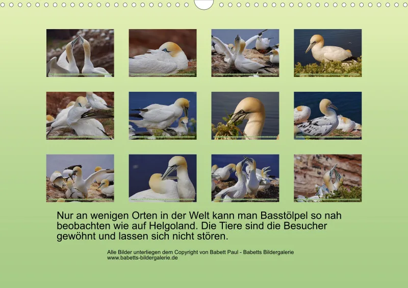 2026 A3 Faszination Basstölpel