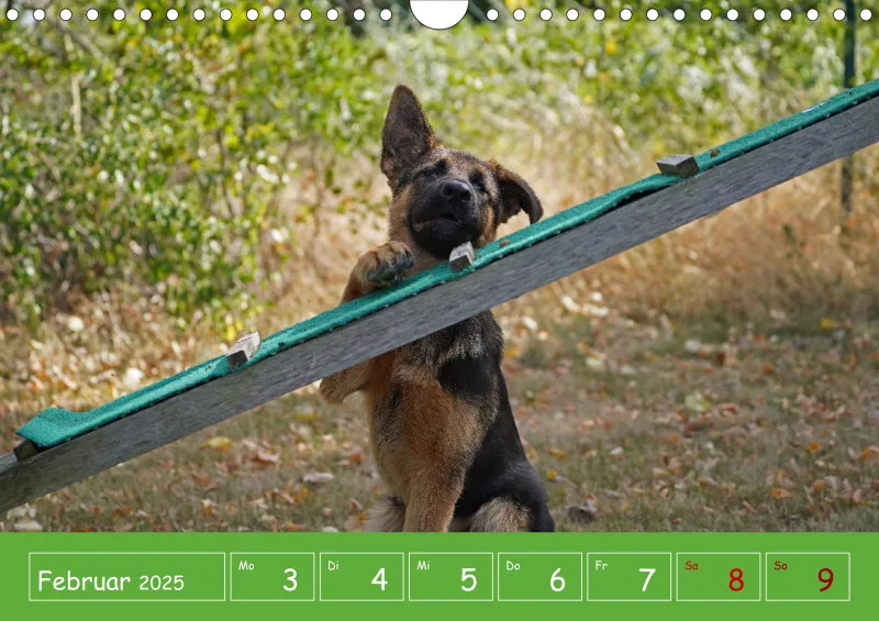 A4 2025 Wochenkalender Schäferhündin