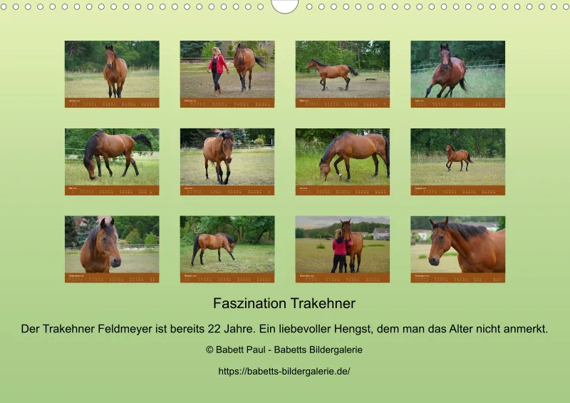 2025 A3 Faszination Trakehner