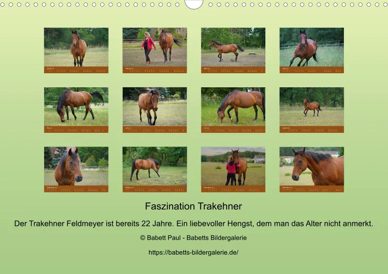 2025 A3 Faszination Trakehner