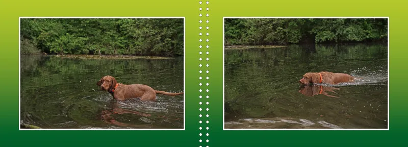 Faszination Magyar Vizsla - Fotoalbum