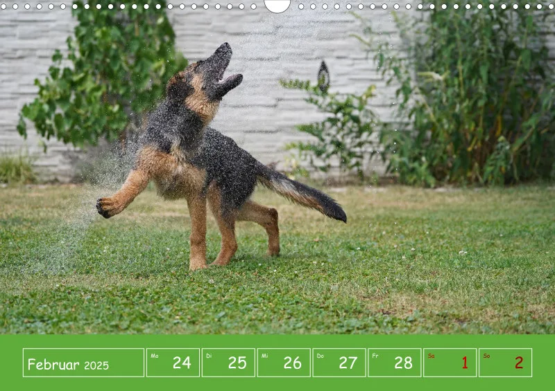 A3 2025 Wochenkalender Schäferhund