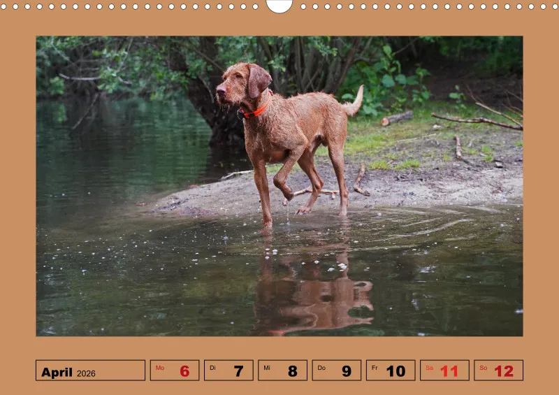 2026 A3 Wochenkalender Faszination Magyar Vizsla
