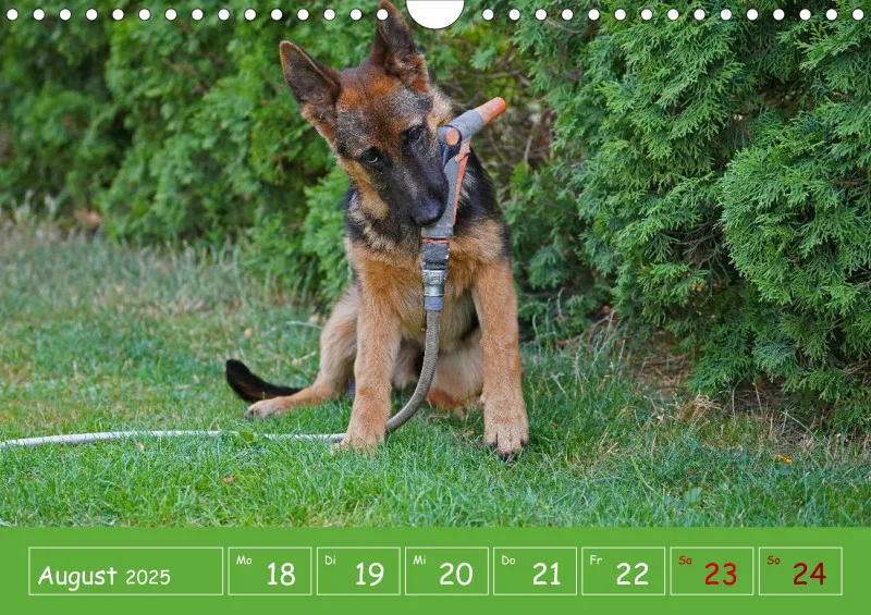 A4 2025 Wochenkalender Schäferhündin