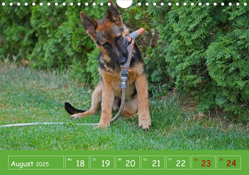 A4 2025 Wochenkalender Schäferhündin