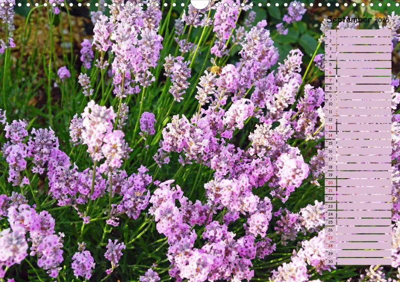 2025 A3 Terminplaner Farbzauber Lavendel