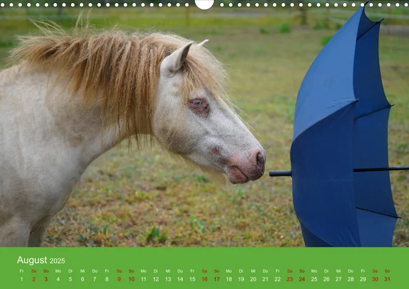 2025 A3 Faszination Shetlandpony