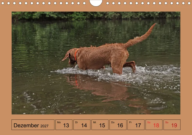 2027 A4 Wochenkalender Faszination Magyar Vizsla