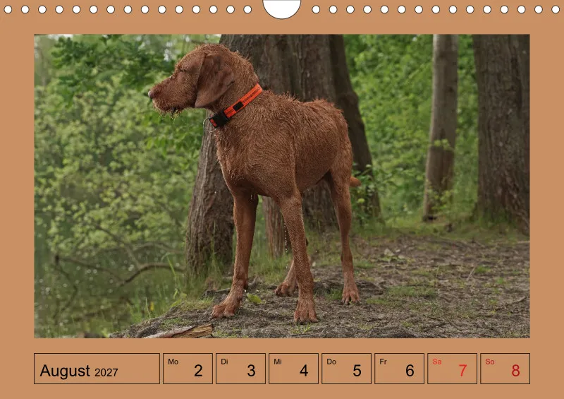 2027 A4 Wochenkalender Faszination Magyar Vizsla