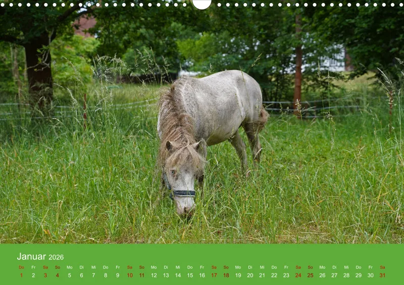 2026 A3 Faszination Shetlandpony