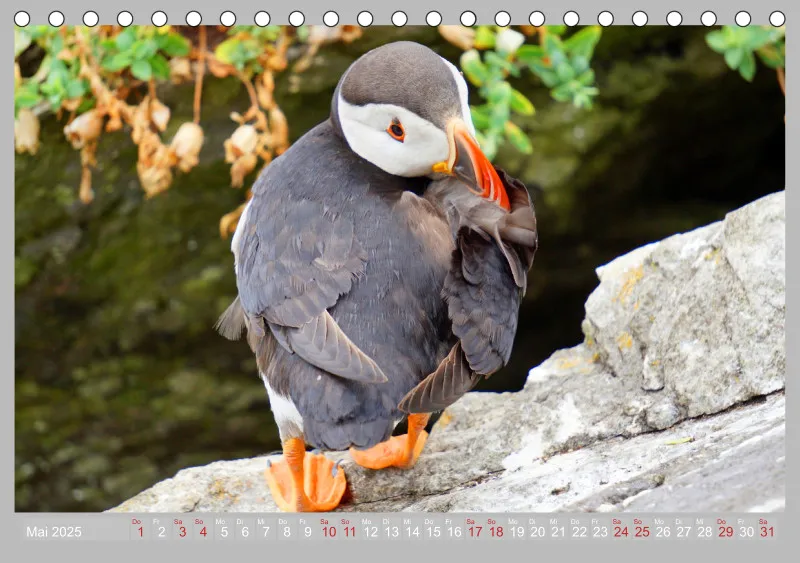 2025 Tischkalender A5 Papageitaucher - Kleine Vögel ganz groß!