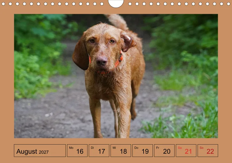 2027 A4 Wochenkalender Faszination Magyar Vizsla