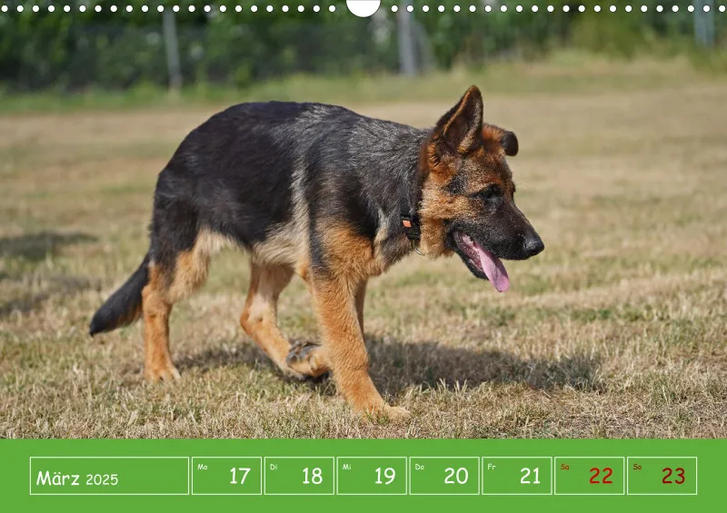 A3 2025 Wochenkalender Schäferhund