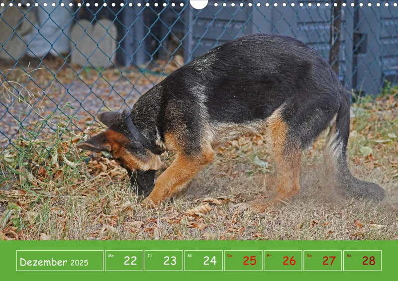 A3 2025 Wochenkalender Schäferhund