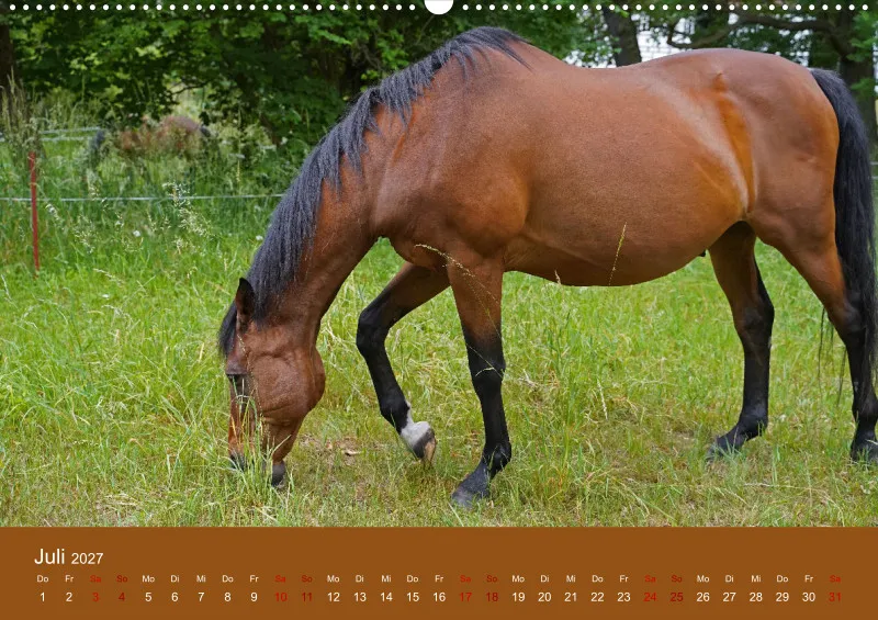 2027 A2 Faszination Trakehner