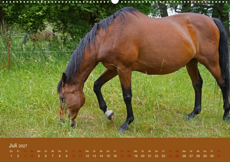 2027 A2 Faszination Trakehner