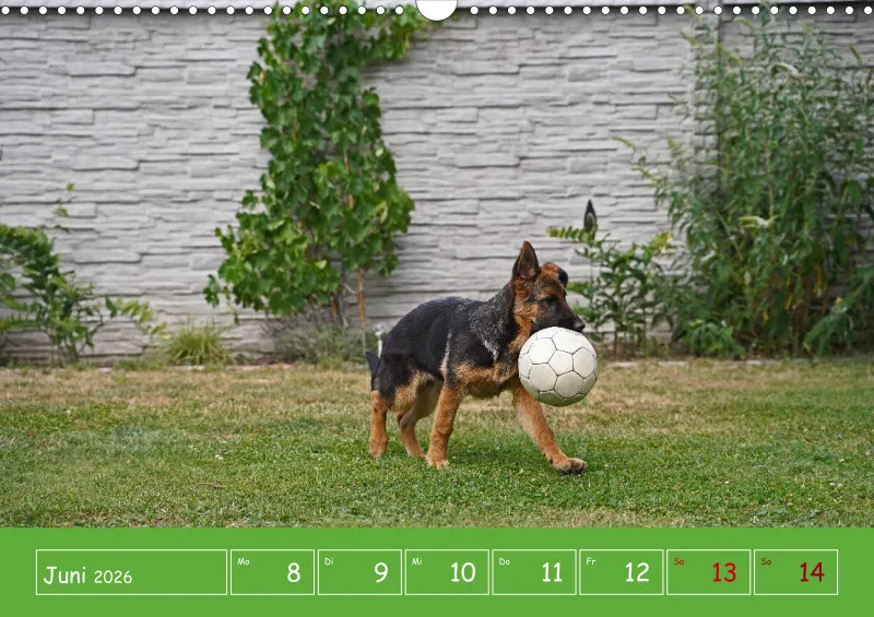 A3 2026 Wochenkalender Schäferhund